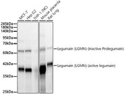 Legumain (LGMN) Rabbit mAb