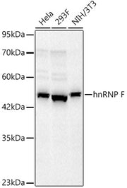 hnRNP F Rabbit mAb