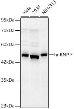 hnRNP F Rabbit mAb