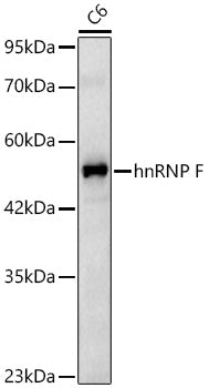 hnRNP F Rabbit mAb