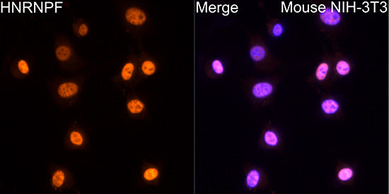 hnRNP F Rabbit mAb