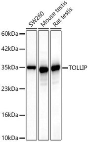 [KD Validated] TOLLIP Rabbit mAb