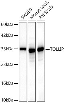 [KD Validated] TOLLIP Rabbit mAb