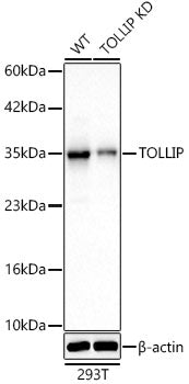 [KD Validated] TOLLIP Rabbit mAb