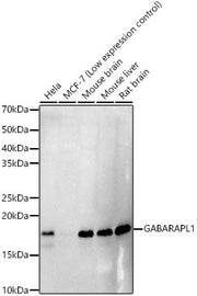 GABARAPL1 Rabbit mAb