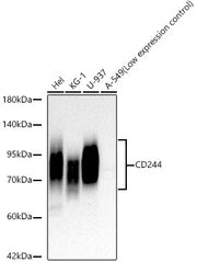 CD244 Rabbit mAb