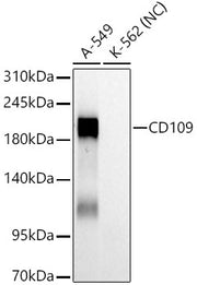 CD109 Rabbit mAb