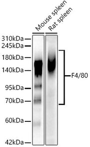 F4/80 Rabbit mAb