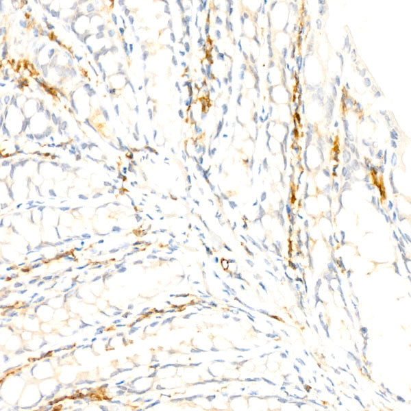 F4/80 Rabbit mAb