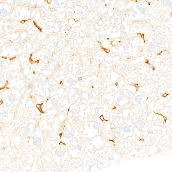 F4/80 Rabbit mAb