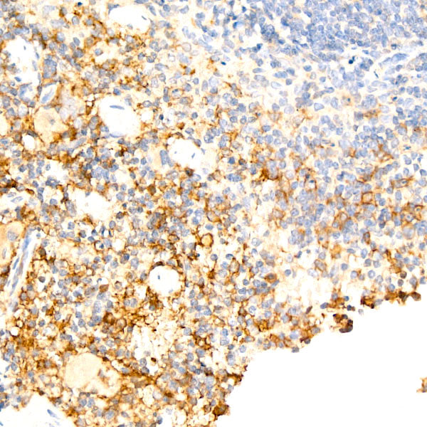 F4/80 Rabbit mAb