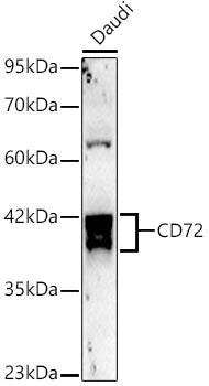 CD72 Rabbit mAb