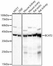 BCAT2 Rabbit mAb