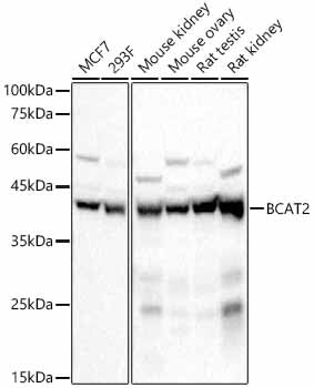 BCAT2 Rabbit mAb
