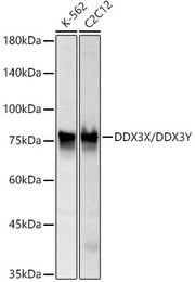 DDX3X/DDX3Y Rabbit mAb
