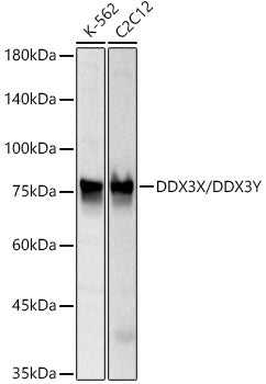 DDX3X/DDX3Y Rabbit mAb