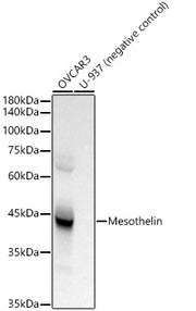 Mesothelin Rabbit mAb