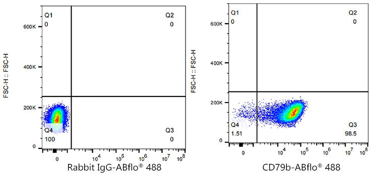 ABflo® 488 Rabbit anti-Human CD79b/Igβ mAb