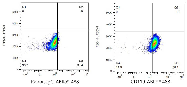 ABflo® 488 Rabbit anti-Human CD119/IFNGR1 mAb
