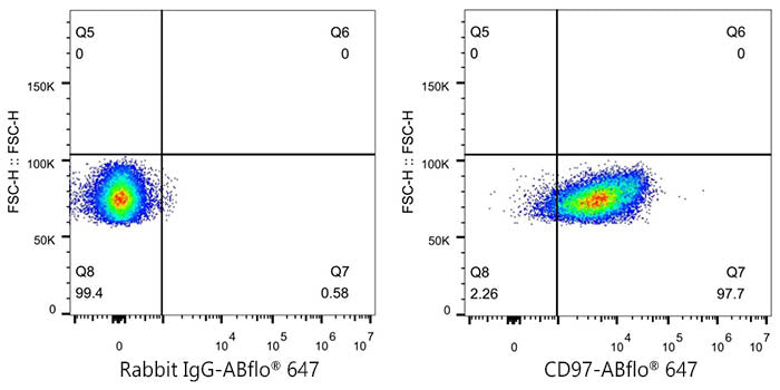 ABflo® 647 Rabbit anti-Mouse CD97 mAb
