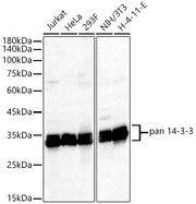 pan 14-3-3 Rabbit mAb