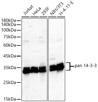 pan 14-3-3 Rabbit mAb