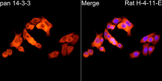 pan 14-3-3 Rabbit mAb