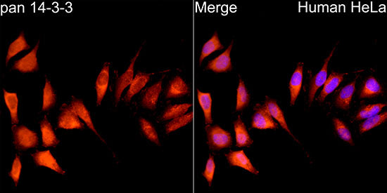 pan 14-3-3 Rabbit mAb