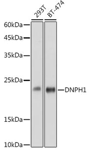 DNPH1 Rabbit mAb