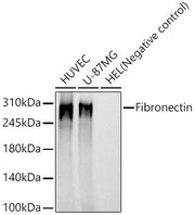 Fibronectin Rabbit mAb