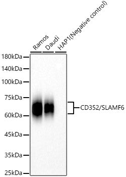 CD352/SLAMF6 Rabbit mAb