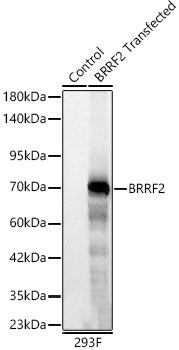 BRRF2 Rabbit mAb