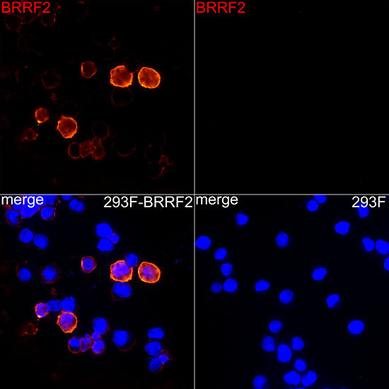 BRRF2 Rabbit mAb
