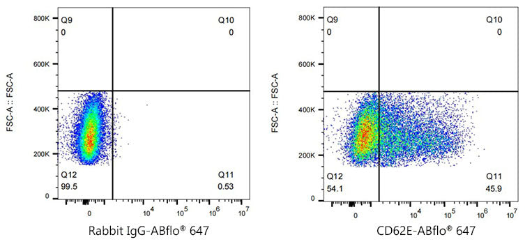 CD62E/E-Selectin Rabbit mAb