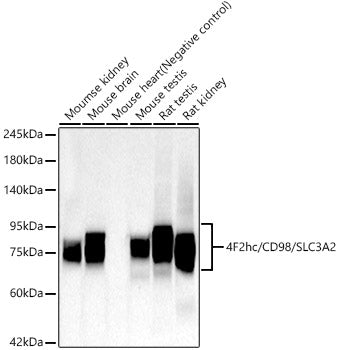 4F2hc/CD98/SLC3A2 Rabbit mAb