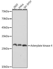 Adenylate kinase 4 Rabbit mAb