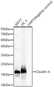 Claudin-4 Rabbit mAb