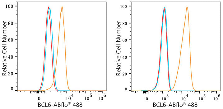 ABflo® 488 Rabbit anti-Human BCL6 mAb