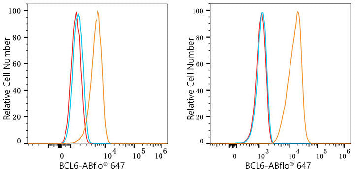 ABflo® 647 Rabbit anti-Human BCL6 mAb