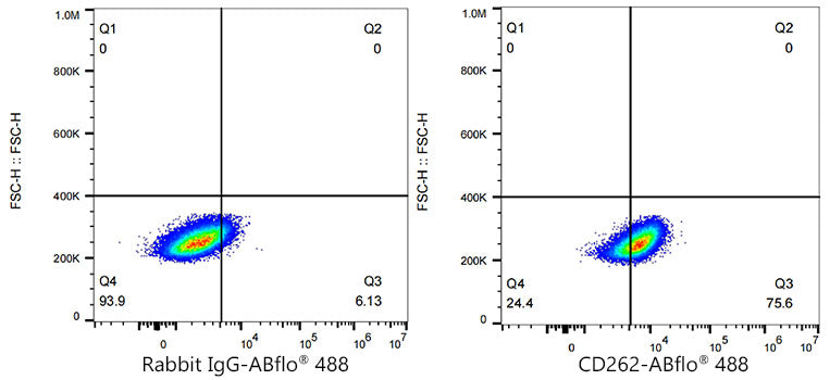ABflo® 488 Rabbit anti-Human CD262/DR5/TRAILR2 mAb