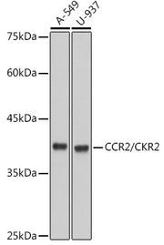 CCR2/CKR2 Rabbit mAb