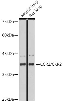 CCR2/CKR2 Rabbit mAb