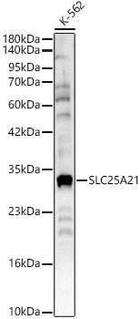 SLC25A21 Rabbit pAb