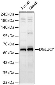 DGLUCY Rabbit pAb