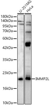 IMMP2L Rabbit pAb
