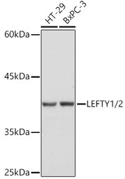 LEFTY1/2 Rabbit mAb