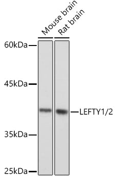 LEFTY1/2 Rabbit mAb