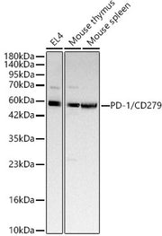 PD-1/CD279 Rabbit pAb