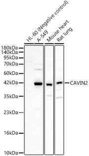 CAVIN2 Rabbit pAb
