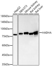[KO Validated] HADHA Rabbit mAb